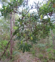 Banksia grandis