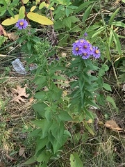 Symphyotrichum novae-angliae
