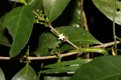 Cyclophyllum multiflorum