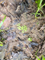 Riccia huebeneriana