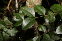 Strychnos psilosperma