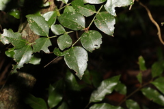 Strychnos psilosperma