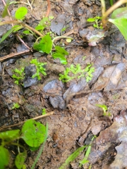Riccia huebeneriana