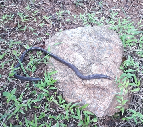 Photo of a Bhupathy's Shieldtail (Uropeltis bhupathyi)