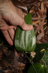 Smilax australis