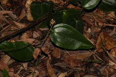 Smilax australis
