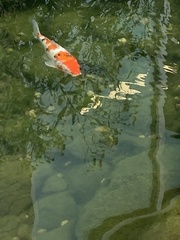 Cyprinus rubrofuscus