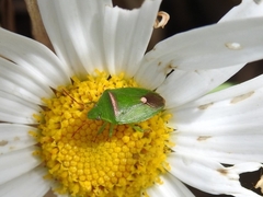 Ocirrhoe unimaculata