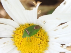 Ocirrhoe unimaculata