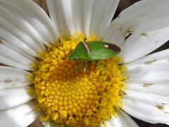 Ocirrhoe unimaculata