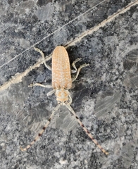 Celosterna scabrator