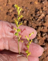 Stackhousia muricata
