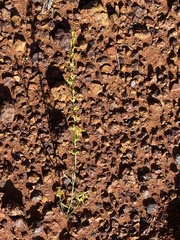 Stackhousia muricata