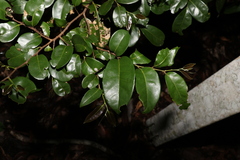 Huberantha nitidissima