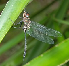 Somatochlora filosa