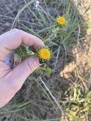 Grindelia nuda