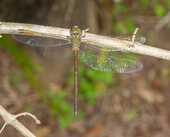 Triacanthagyna trifida