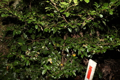 Huberantha nitidissima