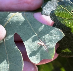 Atrusca clavuloides