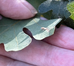 Atrusca clavuloides