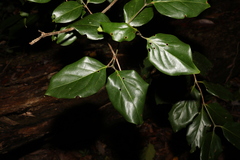 Psydrax lamprophylla