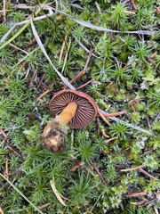 Cortinarius smithii