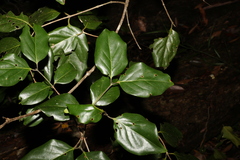 Psydrax lamprophylla