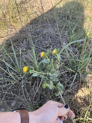 Grindelia nuda