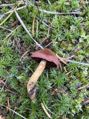 Cortinarius smithii