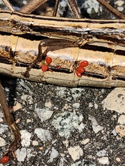 Trombidiformes