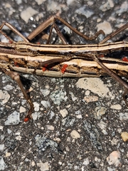 Trombidiformes