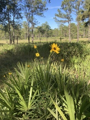 Helianthus floridanus
