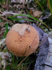 Suillus variegatus