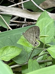 Cissia themis