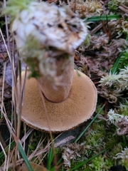 Suillus variegatus