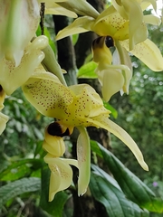 Stanhopea wardii