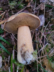 Suillus variegatus