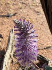 Ptilotus exaltatus