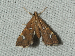 Musotima nitidalis