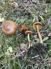Cortinarius croceus