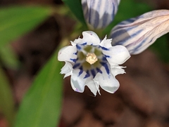 Gentiana decora