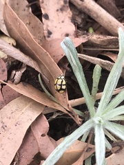 Harmonia testudinaria