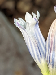 Gentiana decora