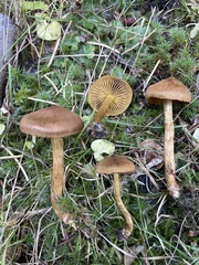 Cortinarius croceus