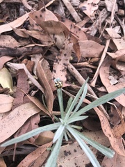 Harmonia testudinaria