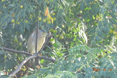 Ixobrychus sinensis