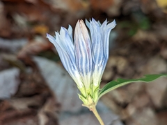 Gentiana decora