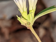 Gentiana decora