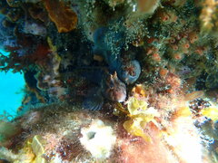 Parablennius tasmanianus