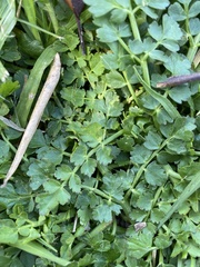 Oenanthe pimpinelloides